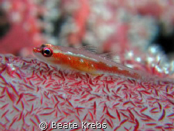 Very small Gobi on a softsoral, taken at Wakatobi with my... by Beate Krebs 